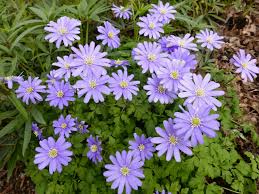 Their foliage often serves as a backdrop way of other blooming plants. April 2020 In The Neighbourhood Ubc Botanical Garden