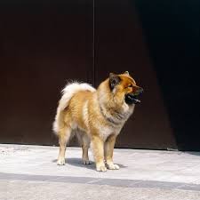 Find eurasier puppies and breeders in your area and helpful eurasier information. Eurasier Breed Information