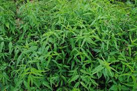 Find out how easy it is to grow this. Belalai Gajah Or Sabah Snake Grass Zahazee S Blog