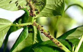 A complete biological pest control program may range from choosing the pesticide that is least harmful to beneficial insects to raising and releasing one organism to have it attack another, almost like a living insecticide. what are the advantages of biological pest control? Pros And Cons Of Integrated Pest Management Greentumble