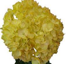 Yellow Hydrangeas Order Bulk Yellow Hydrangea Flowers Online Yellow Hydrangea Yellow Wedding Flowers Ordering Wedding Flowers Online