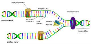 What Are Telomeres