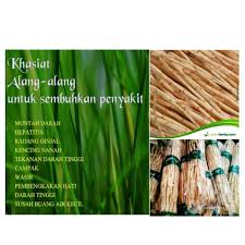 Matin added seperti buah padi, makin berisi makin rendah; Akar Alang Alang Segar Akar Alalang Akar Halalang Akar Lalang Akar Eurih Akar Weri Akar Kusu Kusu Shopee Indonesia