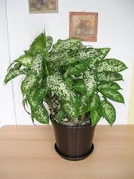 The Large And Showy Dieffenbachia Can Be The Perfect Living Decoration For The Home Or Office When You Learn Dieffenbachia Houseplant Easy House Plants Plants