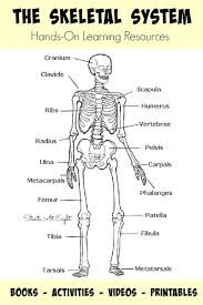 Image Result For Human Skeleton Printable Worksheet Skeletal System Activities Human Body Activities Skeletal System Worksheet
