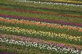 We're family owned and operated, and committed to offering only the finest floral arrangements and we always go the extra mile to make your floral gift perfect. Broken Tulips That Last Gasp Of Beauty Before Death The New York Times