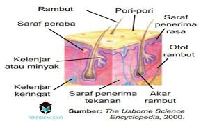 Panca Indera Pengertian Bagian Gambar Fungsi Lengkap
