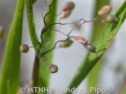 Image result for Panicum monticola