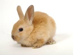 cute bunny