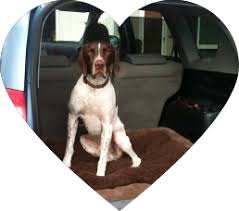 Find maltipoo dogs and puppies for sale in the uk near me. Home Norcal Gsp Rescue