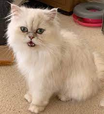 What is a chinchilla persian cat? Pedigree Registered Chinchilla Persian And Ragdoll Cats