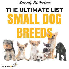 small dog breeds the ultimate list of dog breeds 2019