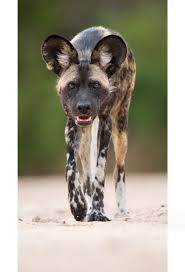 Alpha Male The African Wild Dog Lycaon Pictus Also Known As African Hunting Dog Or Painted Wolf Is A Canid Native To Su Animals Wild Dogs African Wild Dog