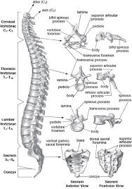 Science Pan Africanism A Lil Pop Culture Anatomy Bones Anatomy Medical Anatomy