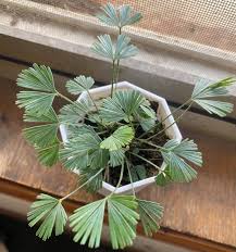 Image result for Actiniopteris radiata