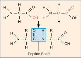 Choose from 25 different sets of flashcards about polypeptide chain on quizlet. Amino Acids Polypeptide Chains Structure Synthesis Expii
