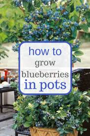 Learn How To Easily Grow Blueberries In Pots Gardening Indoor Gardening Container Gardening Organic Gardening Tips Container Gardening Hydroponic Gardening