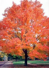 There are a variety of leaf diseases found in maple treesthat vary in intensity from year to year and from place to place. Florida Friendly Plant Of The Week Florida Red Maple Acer Rubrum Hernando Sun