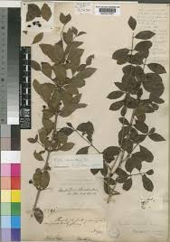 Image result for Feretia aeruginescens