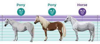 What S The Difference Between A Horse And A Pony Allo Culture