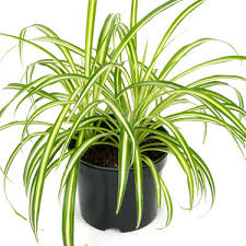 Image result for Chlorophytum anceps