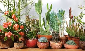 Flowers & gift baskets for stillwater. Stillwater Succulents