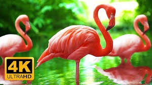Birds For Cats To Watch 4k Breathtaking Colors Of Nature In 4k Birds Flowers Sleep Relax Meditation Music 2 Hours Uhd Youtube Birds Relax Beautiful Birds