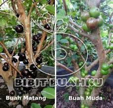 Sejak dulu buah anggur hanya di konsumsi golongan priyai. Tanaman Ini Memiliki Nama Ilmiah Sama Yaitu Jaboticaba Dengan Amerika Latin Sebagai Daerah Asal Bibit Anggur Brazil Preco Ini Tidak Menanam Amerika Latin Buah