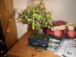 Sometimes it is not natural, however. How To Care For A Bonsai Tree If Turning Yellow Bonsai Tree Gardener