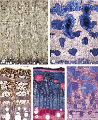 Image result for Cassinopsis