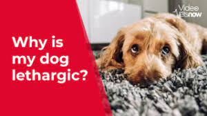 Why Is My Puppy Or Dog Lethargic Listless Or Tired Vets Now
