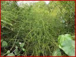 Image result for Cassytha filiformis