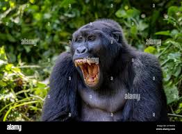Image result for gorilla teeth