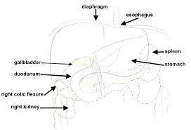 Many people with celiac disease show slightly elevated liver enzymes, though yoga anatomy core: Relationships Of The Liver Download Scientific Diagram