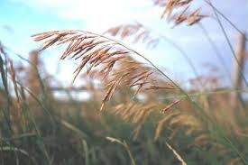 We did not find results for: Miracle Botanique La Renaissance Du Brome Des Ardennes