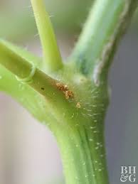 The vine borers have entered the stem all i hope this helps you feel confident hunting these invaders and perhaps saving a few plants. Stop Squash Vine Borers In Your Garden Better Homes Gardens