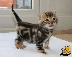 ☛ post bengal for adoption. Teacup Bengal Cats For Sale Petfinder