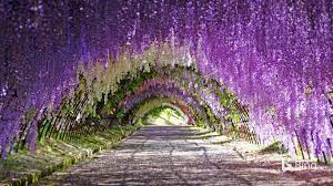 The Wisteria Blossoms Are At Their Peak Right Now In Kawachi Fuji Gardens For Those Who Journey To Kitakyushu Kawachi Fuji Gardens Wisteria Tunnel Kitakyushu
