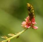 Image result for Indigofera astragalina-hirsuta
