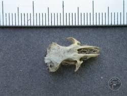 Owl Pellet Contents Small Mammal Bone Identification Guide