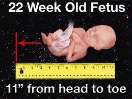 Fetal Development Week 22 Pregnancy Health Guru Youtube