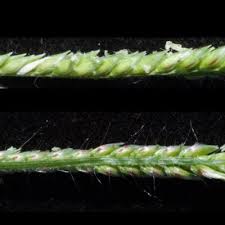 Image result for Urochloa brachyura