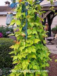 Image result for Phaseolus coccineus