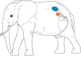 For tutoring please call 856.777.0840 i am a recently retired registered nurse who helps nursing students pass their nclex. Anatomy Of The Elephants Upali Ch