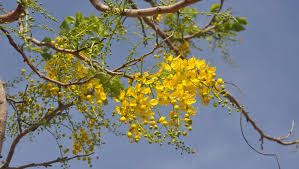 Click on the note at the low right corner in the image for the info, and there is a link to see more photos of this tree. Flowering Trees Bloom With Vibrant Colors In Southwest Florida