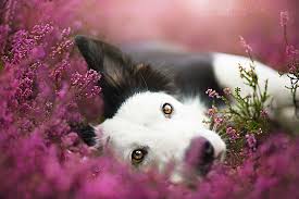 See more ideas about dog flower, cute dogs, dogs. Alicja Zmyslowska Is A Pet Photographer Based In Coffee Tea Sympathy