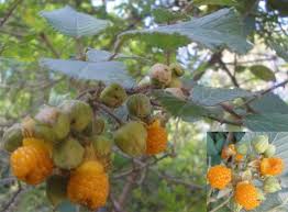Image result for Rubus ellipticus