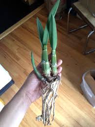 Image result for Eulophia petersii