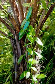 Check spelling or type a new query. Texas Gardening Vanilla Orchids Are Attractive But Beware Freezes Local News Theeagle Com