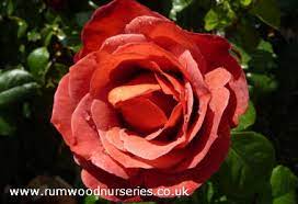 Which cocoa powder is best for hot chocolate? Hot Chocolate Rose Floribunda Potted And Bare Root Roses Available To Buy Online From British Roses